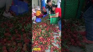 From Orchard To Market Harvesting Fresh Lychees