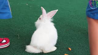 Meu Bicho Amigo Coelho