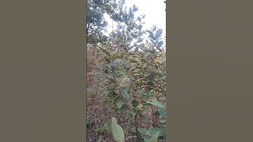 Gà Rừng Rặc Gáy Giọng Cà Lăm #shorts