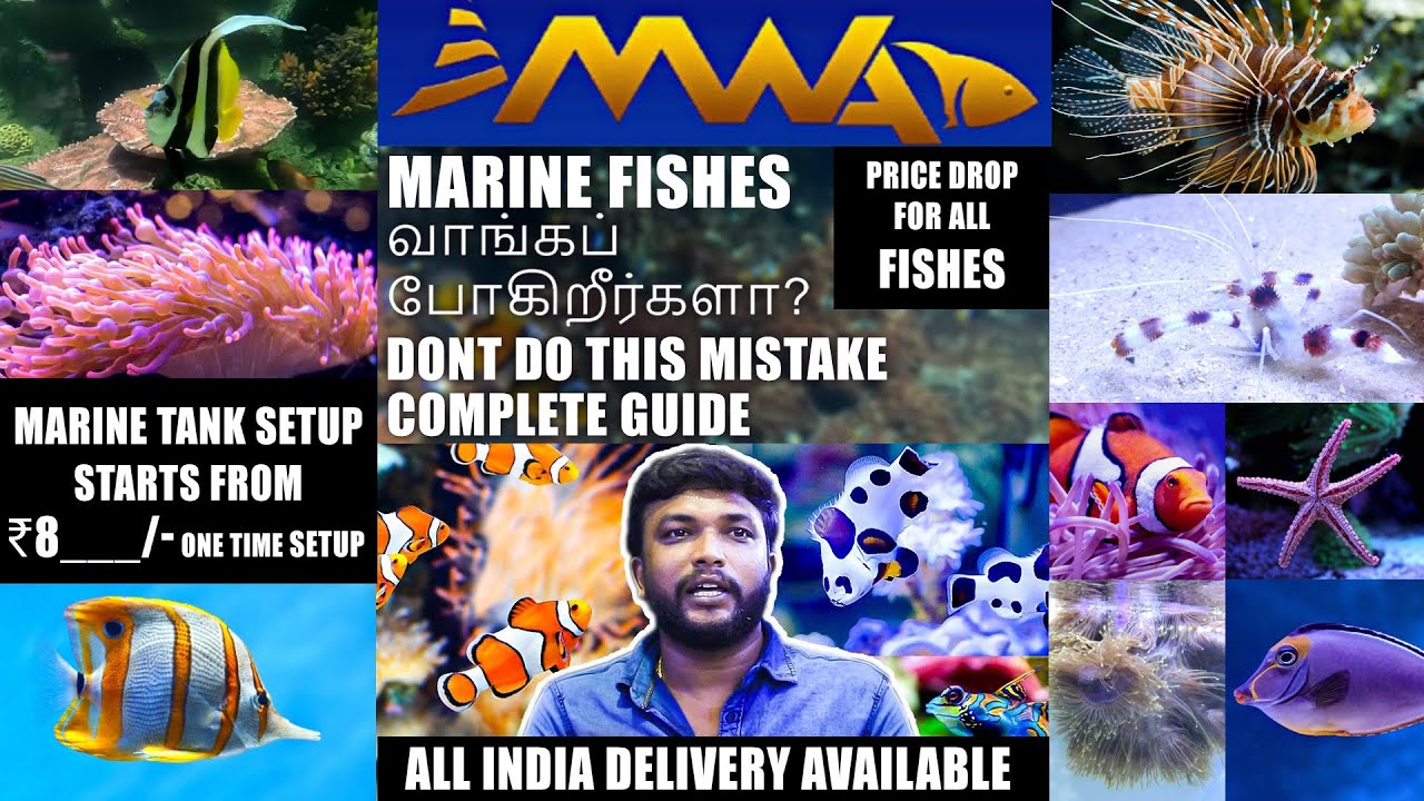 🐟🐠🐡கடல் மீன் Tank Setup and Tips | Marine World Kolathur I Salt water setup very cheap I skvlogz360
