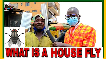 WHAT IS A HOUSE FLY?/ Teacher Mpamire On The Street/Teacher Mpamire Comedy Skits 2020 HD