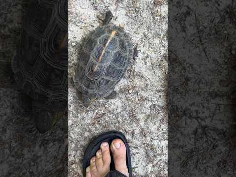 Wideo: Informacje o roślinach żółwi: co to jest pielęgnacja żółwi i żółwi w ogrodzie