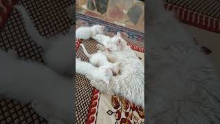 القطة البيضاء 4 kat جميل ابيض صغير عيون جميله لايك واشتراك بل قناة خلينا نوصل 1000 مشترك ♥