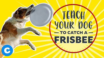 Cool Dog Tricks: Catch a Frisbee