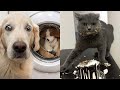 Funny Cats And Dogs Video Compilation 2021/TRY NOT TO LAUGH (Best Moment)