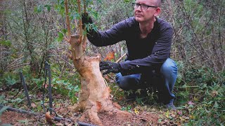 Working on field grown Trident maple bonsai material in Autumn