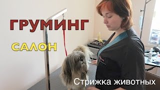 Посещаем груминг-салон в Хмельницком!Лучший салон красоты для животных+ветеринарная клиника. Посещаем груминг-салон в Хмельницком!Лучший салон красоты для животных+ветеринарная клиника.