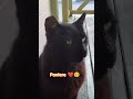 Mi panterita