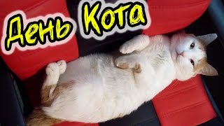 Мульт ЖИЗНЬ КОТА