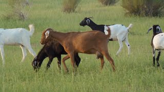 Vlog Niger Région De Zinder , Localité De Tesker
