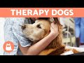 ASSISTED-THERAPY DOGS 🐶💚 Best Breeds &amp; Characteristics of Pet Therapy Dogs