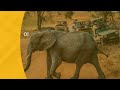 L’India vieta gli smartphone nei safari: disturbano la fauna