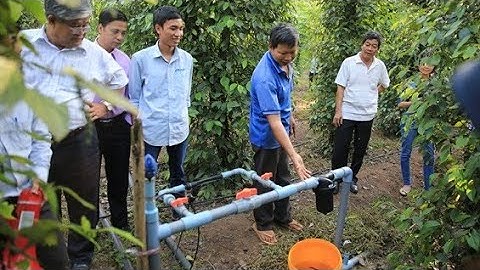 Tưới phun tự động cho Hồ Tiêu