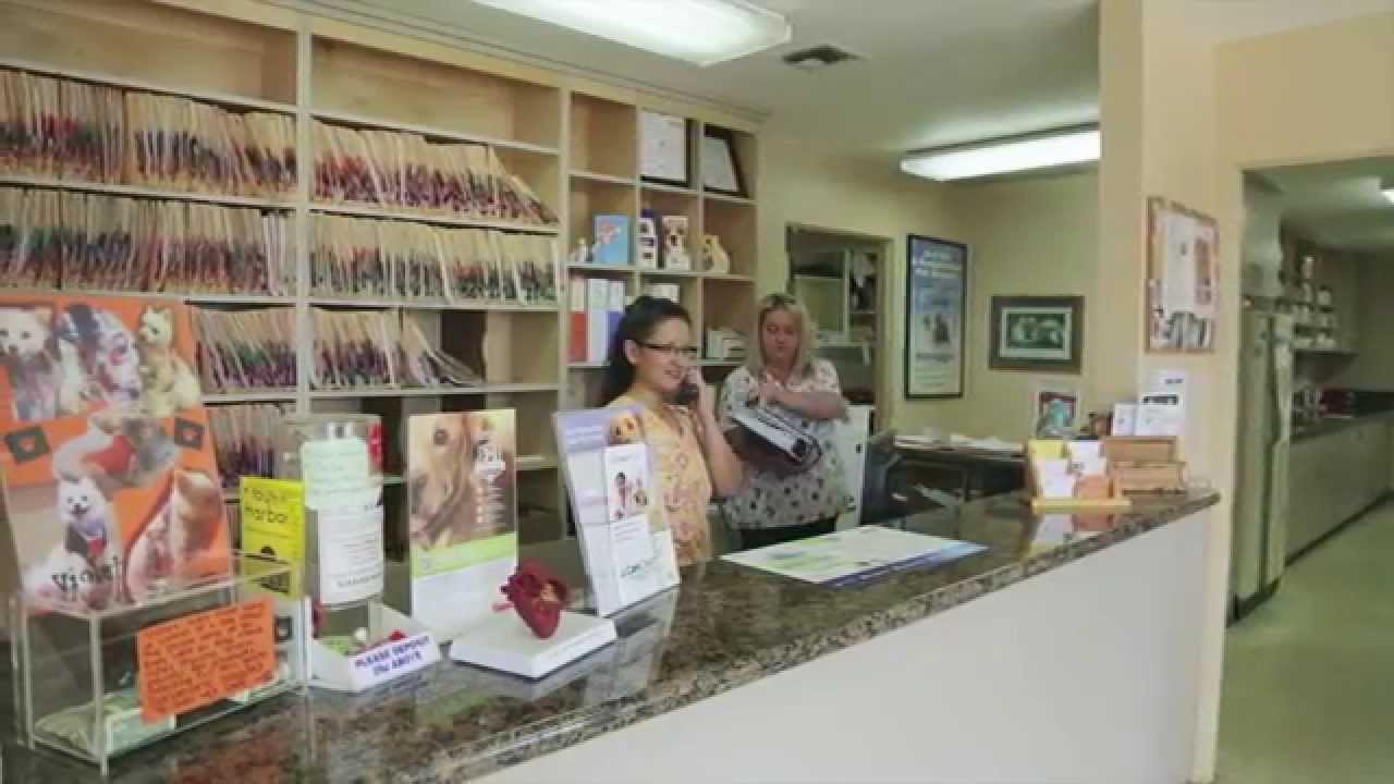 to Nohl Ranch Animal Hospital Orange, CA YouTube