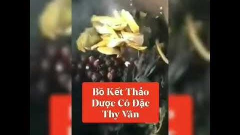 Dầu gội bồ kết thảo dược cô đặc Thy Vân được nấu với hơn 20 loại thảo dược quý