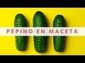 Como Sembrar Pepino En Maceta 2022//cultivo de pepino//manos de tierra