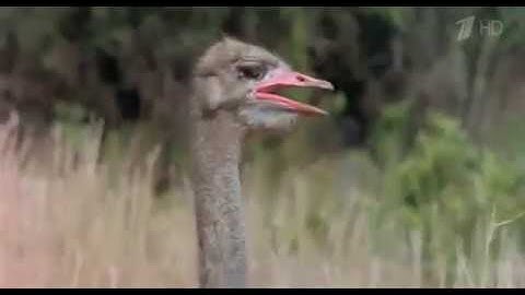 Khô héo lười với 2 ông bà này -den thuong de cung phai cuoi 2