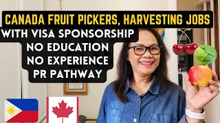 CANADA FRUIT PICKER AND HARVESTING JOBS WITH VISA SPONSORSHIP, NO EDUCATION, NO EXPEREINCE NEEDED image