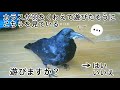 【遊びますか？】カラスが遊びたそうに羽をくわえて来る姿が実に愛らしい件w 卑猥猫＆ハマり姐御＆ハマり犬w 20190910、カラス＆四つ足トリオ