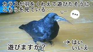 【遊びますか？】カラスが遊びたそうに羽をくわえて来る姿が実に愛らしい件w 卑猥猫＆ハマり姐御＆ハマり犬w 20190910、カラス＆四つ足トリオ