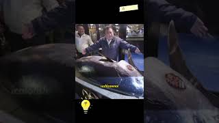 Tuna Termahal di Dunia Pernah Terjual Rp44 Miliar!