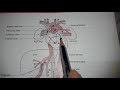 FETAL CIRCULATION