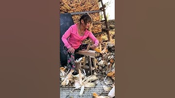 Efficient Corn Harvesting: Using a Corn Sheller Machine