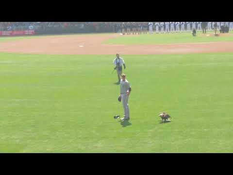 Minnesota Twins home opener 2018 Eagle lands on Seattle Mariners pitcher James Paxton