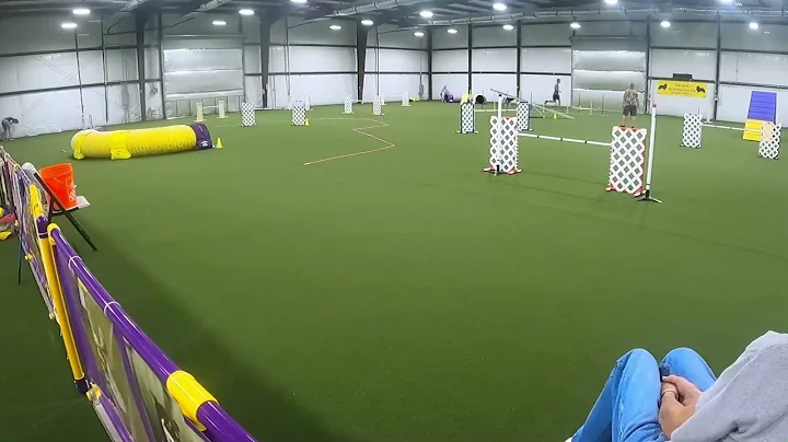 Nitro, AKC Agility; Novice Regular FAST. Q3. Title Run!