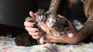 Rescuing Five Neonatal Kittens