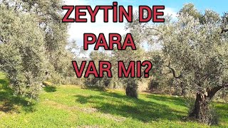 11 DÖNÜM ZEYTİNLİKTEN KAÇ PARA KAZANDIK ? (Zeytinlik Fiyatları)