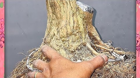 Cách tôi làm cây trực lắc chia sẻ đến bà con | Bonsai và Sáng tạo