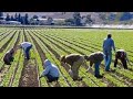 Italy agriculture work  ਇਟਲੀ ਦੇ ਕੰਮ #5