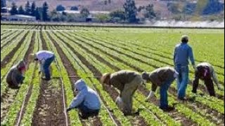 Italy agriculture work  ਇਟਲੀ ਦੇ ਕੰਮ #5