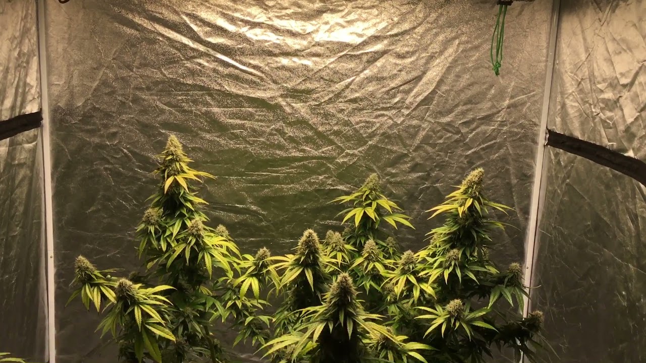 ILGM Seeds Jack Herer 7 weeks flower🏹