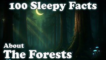 The Most Relaxing Forest Facts to Fall Asleep To — Dreamy Science