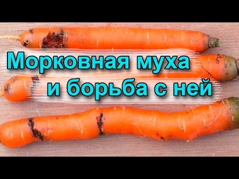 Морковная муха и борьба с ней