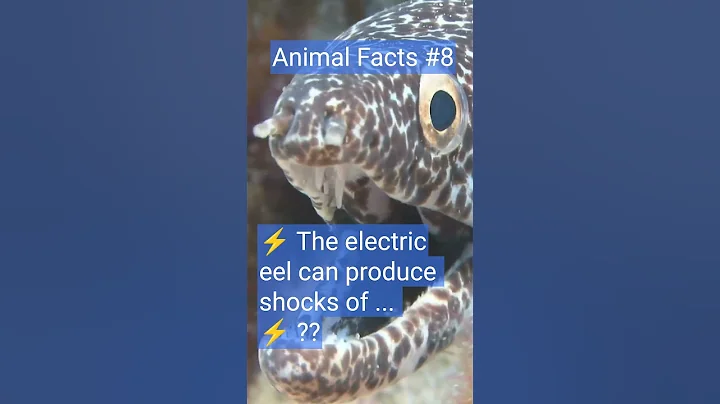 Electric Eel Facts (Animal Facts No 8) #electriceelfacts #electriceel #eelectricity