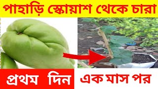 পাহাড়ি স্কোয়াস  বা কোয়াস থেকে চারা তৈরী। Chayote Squash or Summer Squash (Chow Chow ) germination.