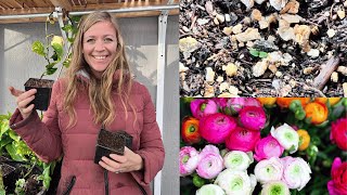 Early Ranunculus Blooms in Cold Climates! My Lisianthus seeds have Germinated! //FlowerFanatic