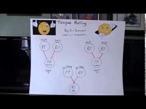 Tongue Rolling Pedigree Chart