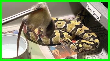 Ball Python EXPLODES Rat During Feeding!