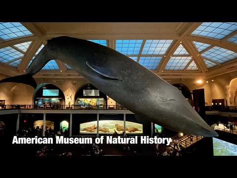 American Museum of Natural History - Walkthrough Part 1 / 1st Floor