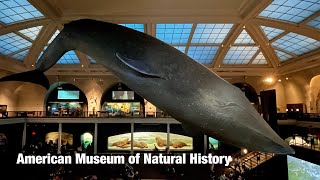 American Museum of Natural History  Walkthrough Part 1 / 1st Floor