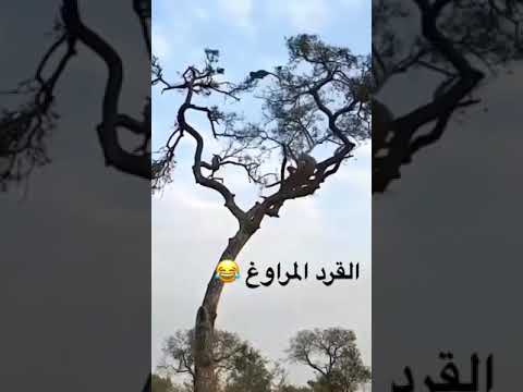 في نظرية تقول ان الانسان كان قرد