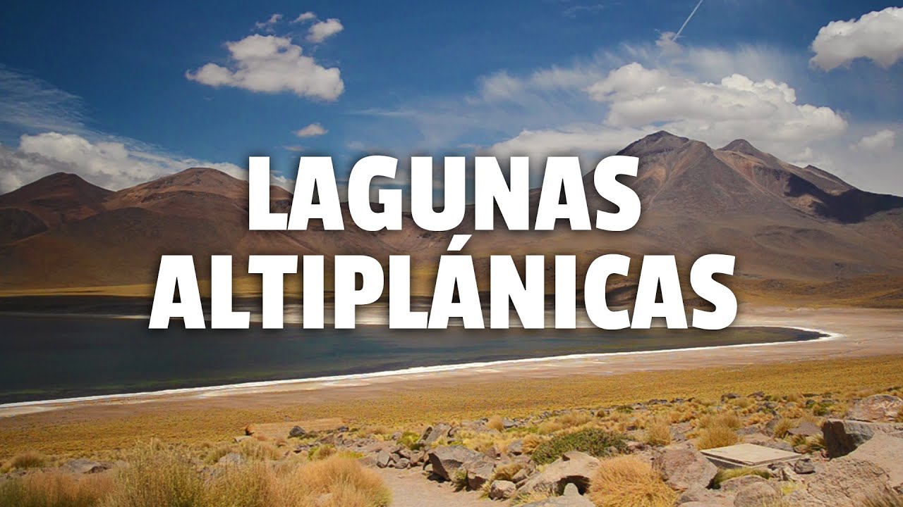 Tour Lagunas Altiplánicas | San Pedro de Atacama