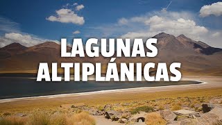 Tour Lagunas Altiplánicas | San Pedro de Atacama