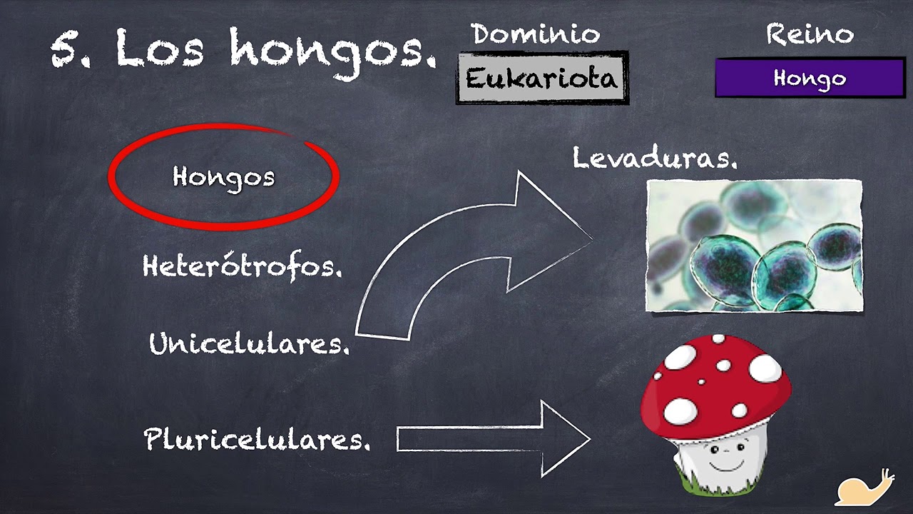 Los hongos