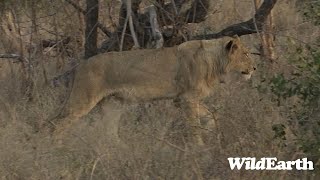 WildEarth - Sunset Safari - 04 September 2023