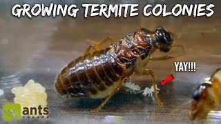 ⁣I've Secretly Been Growing Termite Colonies
